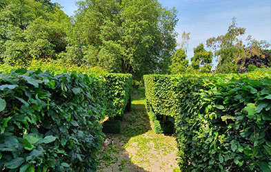 best trees for hedges