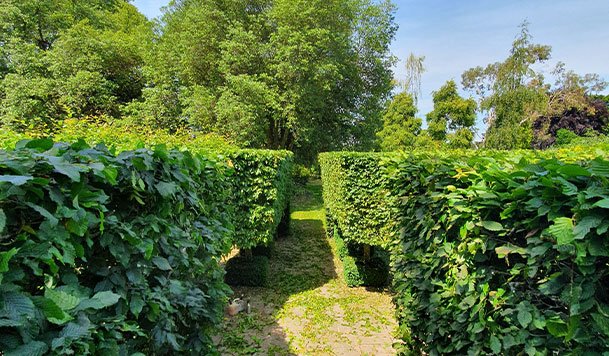 hedge-trimming