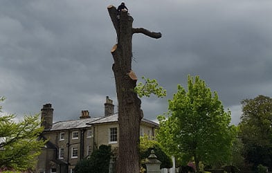 oak tree removal