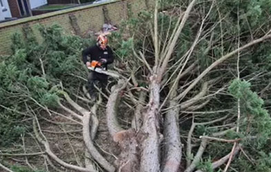 conifer tree removal
